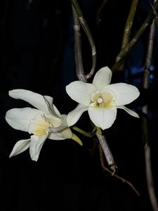 Dendrobium luteolum