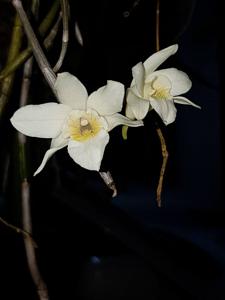 Dendrobium luteolum