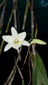 Dendrobium luteolum