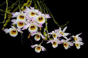 Dendrobium findlayanum