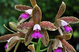 Cattleya guttata