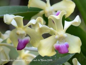 Vanda ustii