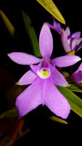 Epidendrum centropetalum