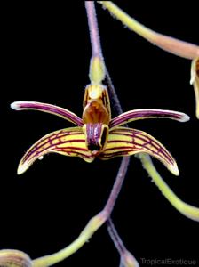 Eriodes barbata