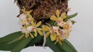 Gastrochilus obliquus