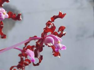 Laelia rosea