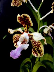 Vanda tricolor