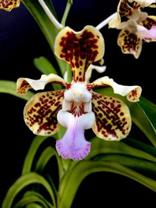 Vanda tricolor