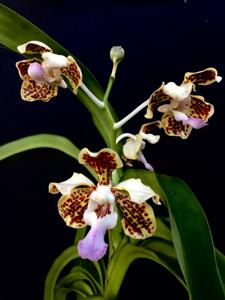 Vanda tricolor