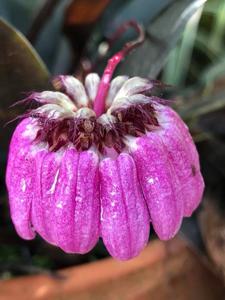 Bulbophyllum auratum