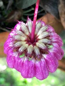 Bulbophyllum auratum