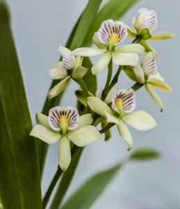 Prosthechea radiata