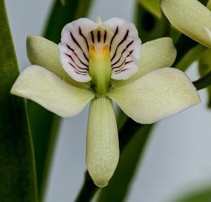 Prosthechea radiata