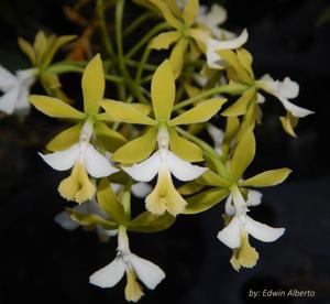 Epidendrum stamfordianum