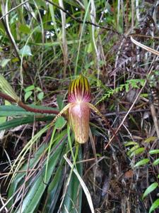 Paphiopedilum adductum