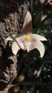 Bulbophyllum lobbii subsp. siamense