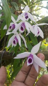 Dendrobium anosmum