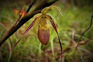 Phragmipedium longifolium