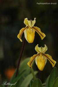 Paphiopedilum druryi