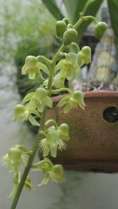 Catasetum gardneri