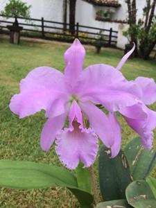 Cattleya labiata