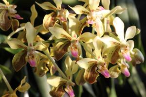 Vanda lamellata