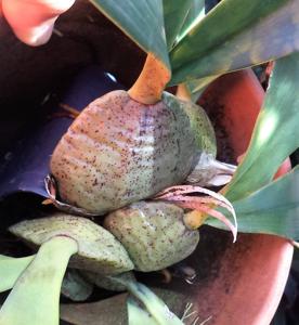 Rossioglossum ampliatum