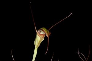 Pterostylis abrupta