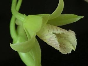 Dendrobium macrostachyum