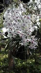 Dendrobium lituiflorum