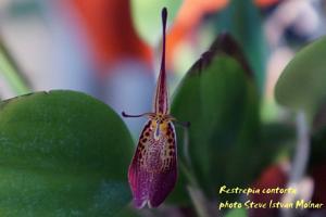 Restrepia contorta