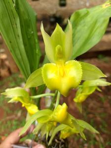 Catasetum spitzii