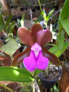 Cattleya bicolor