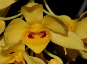 Dendrobium sulcatum