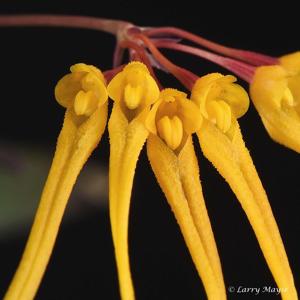Bulbophyllum thaiorum