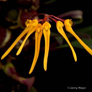Bulbophyllum thaiorum