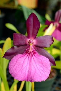 Miltonia moreliana