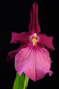 Miltonia moreliana