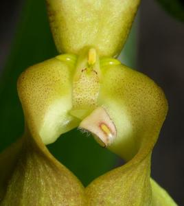 Bulbophyllum grandiflorum