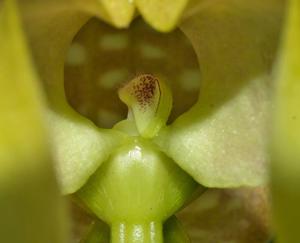Bulbophyllum grandiflorum