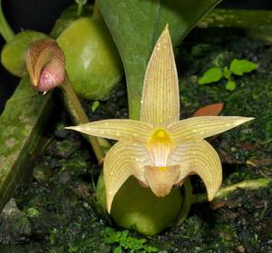 Bulbophyllum lobbii subsp. siamense