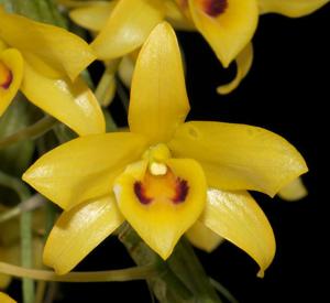 Dendrobium friedericksianum