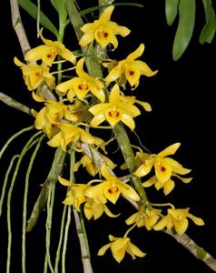 Dendrobium friedericksianum