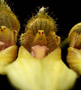 Bulbophyllum annandalei