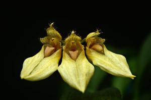 Bulbophyllum annandalei