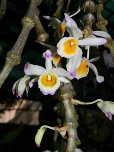 Dendrobium pendulum