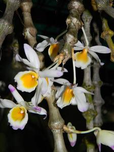 Dendrobium pendulum