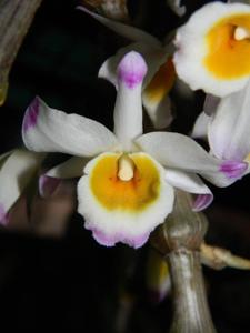 Dendrobium pendulum