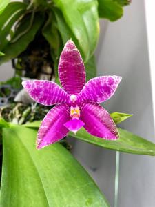 Phalaenopsis lueddemanniana