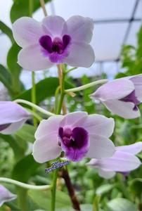 Dendrobium williamsianum